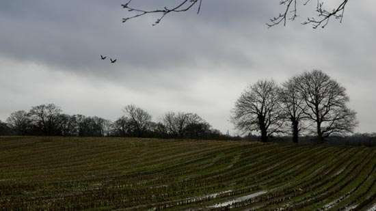Cycling in the Rain - Fields, birds and water