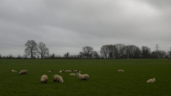 Cycling in the Rain - Sheep sleeping in the rain