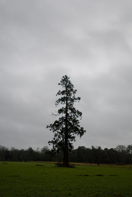 Cycling in the Rain - A Lonely Tree