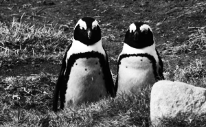 Penguins, they are everywhere... Penguins, they are everywhere...