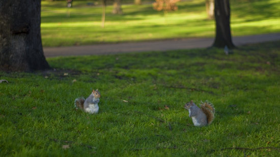 Squirrels.