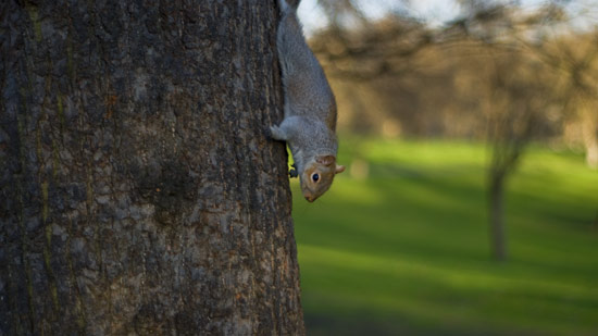 Squirrels.