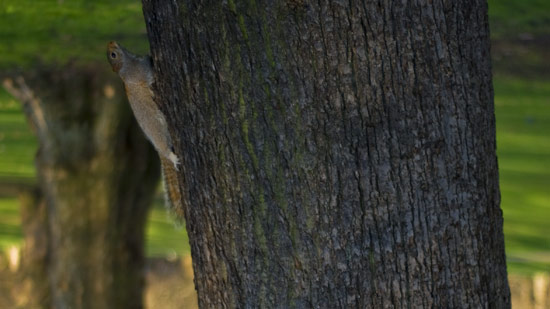 Squirrels.